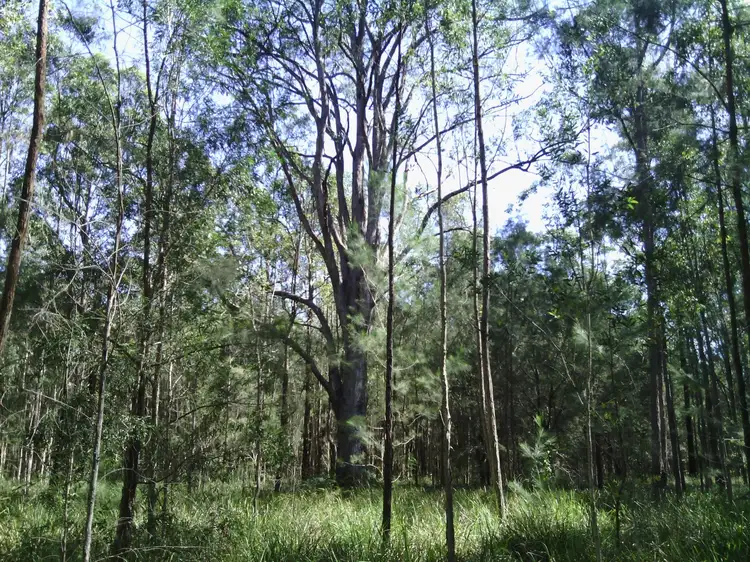 Second view of Homely rural property listing, Lot 1/ 84 Owens Access, Collombatti NSW 2440