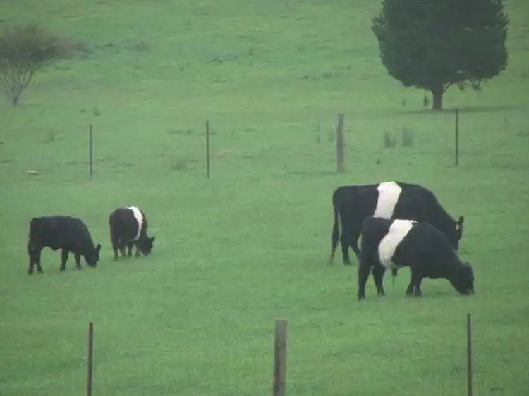 Fifth view of Homely rural property listing, 15088 Hume Highway, Marulan NSW 2579