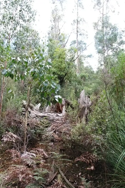 Fifth view of Homely land listing, Arve Road, Geeveston TAS 7116