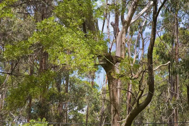 Second view of Homely land listing, 15 Karingal Drive, Wye River VIC 3221