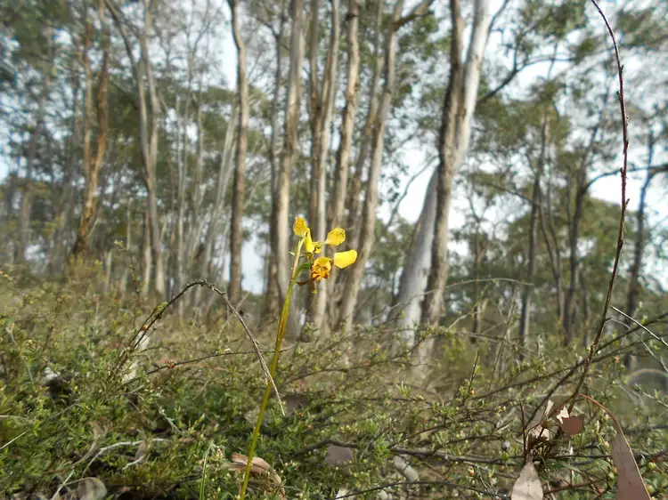 Third view of Homely land listing, Lot 245 Lade Vale Road, Gunning NSW 2581