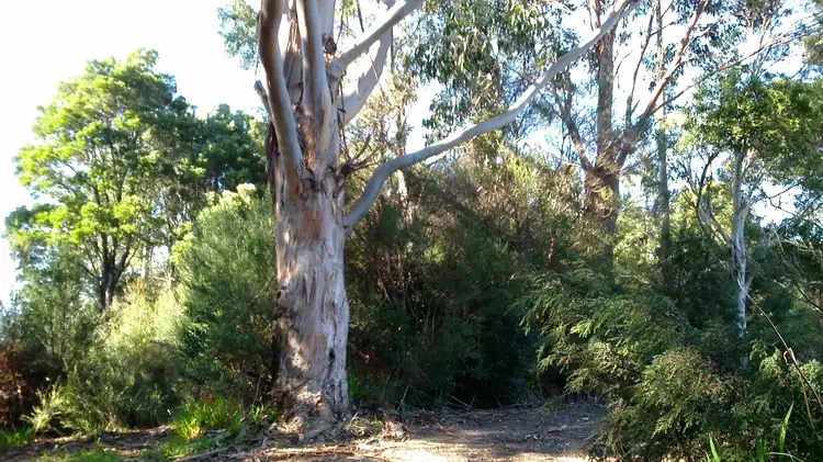 Main view of Homely land listing, Lot 8 Harrison Street, Strahan TAS 7468