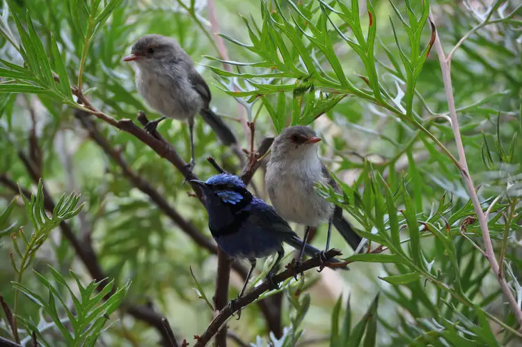 Seventh view of Homely rural property listing, 163 Howard Road, Julimar WA 6567