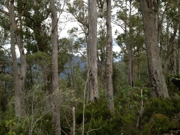 Third view of Homely land listing, Halls Track Road, Pelverata TAS 7150
