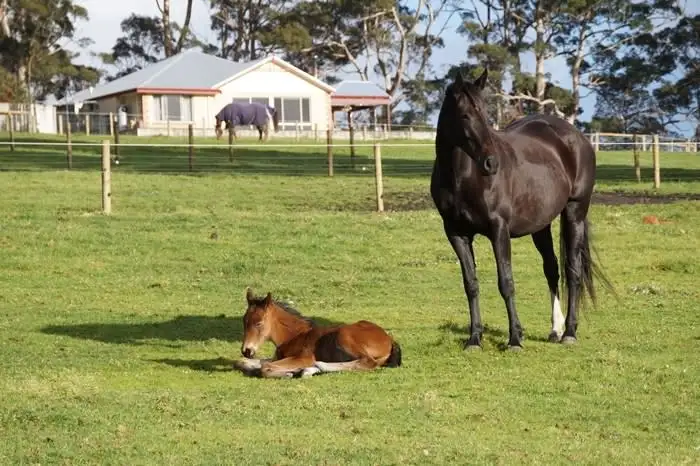 Main view of Homely rural property listing, 41 Barry Road, Denmark WA 6333