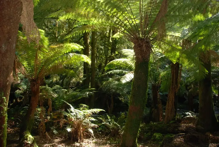 Second view of Homely land listing, 235 Lottah Road Goulds Country, Goulds Country TAS 7216