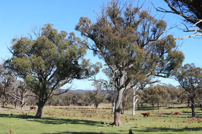 Main view of Homely rural property listing, Swallow Tail Flats TBA, Goulburn NSW 2580