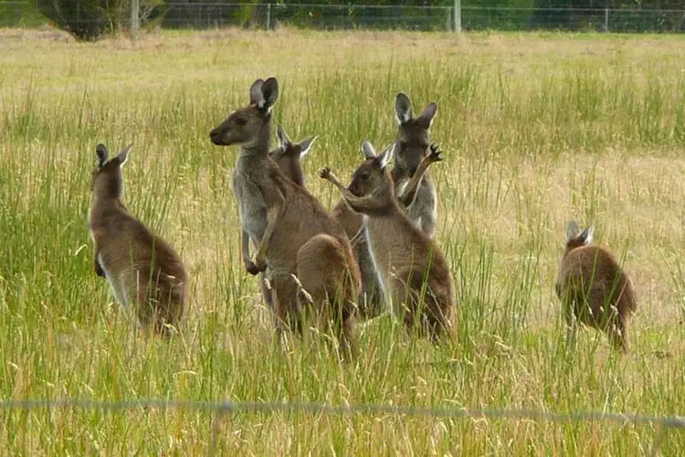 Third view of Homely land listing, 3 Seachange Close, Denmark WA 6333