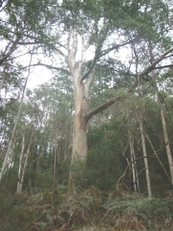 Fourth view of Homely land listing, Lot 5 Wylies Road, Cradoc TAS 7109