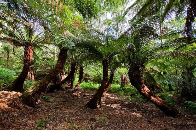 Second view of Homely land listing, LOT 2, 4 Illowra Avenue, Wye River VIC 3221