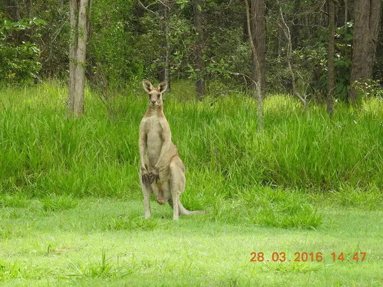 Second view of Homely rural property listing, 93 Boden Road, Wamuran QLD 4512