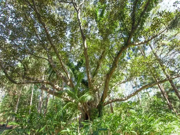 Fifth view of Homely house listing, 294 Skinners Shoot Road, Byron Bay NSW 2481