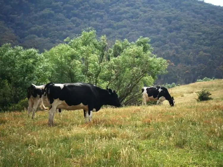 Sixth view of Homely rural property listing, 66 Woodside Lane, Mudgegonga VIC 3737