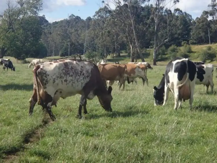 Sixth view of Homely rural property listing, 690 Nook Road, Sheffield TAS 7306
