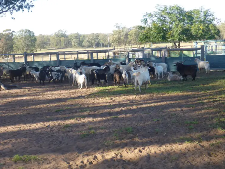 Fourth view of Homely rural property listing, 201 Goragilla Road, Purlewaugh NSW 2357