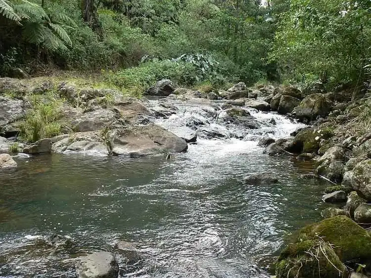 Fifth view of Homely rural property listing, 443 Upper Wilsons Creek, Wilsons Creek NSW 2482