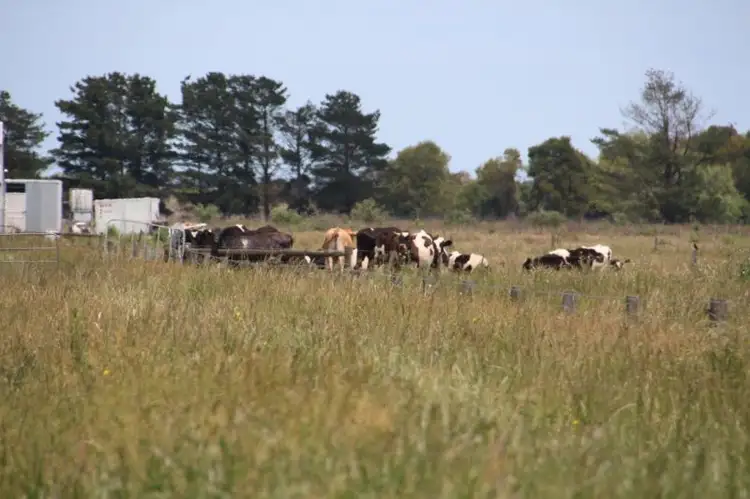 Fifth view of Homely rural property listing, Lot 6 & 7 Fechner Road, Koo Wee Rup VIC 3981