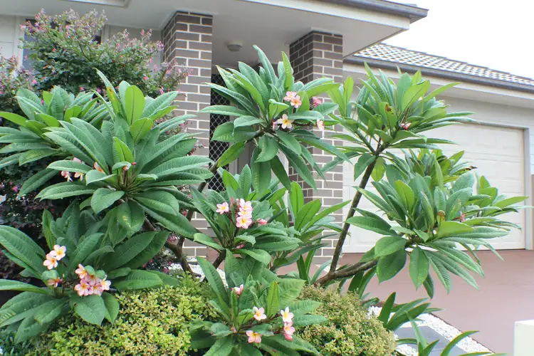 Seventh view of Homely house listing, 76 Settlement Drive, Wadalba NSW 2259
