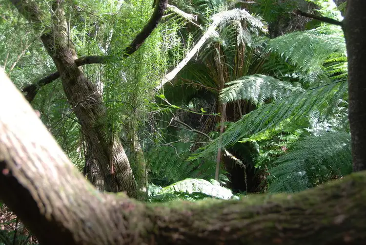 Sixth view of Homely land listing, 235 Lottah Road Goulds Country, Goulds Country TAS 7216