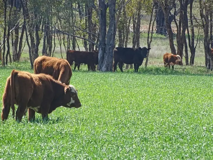 Third view of Homely rural property listing, Address available on request