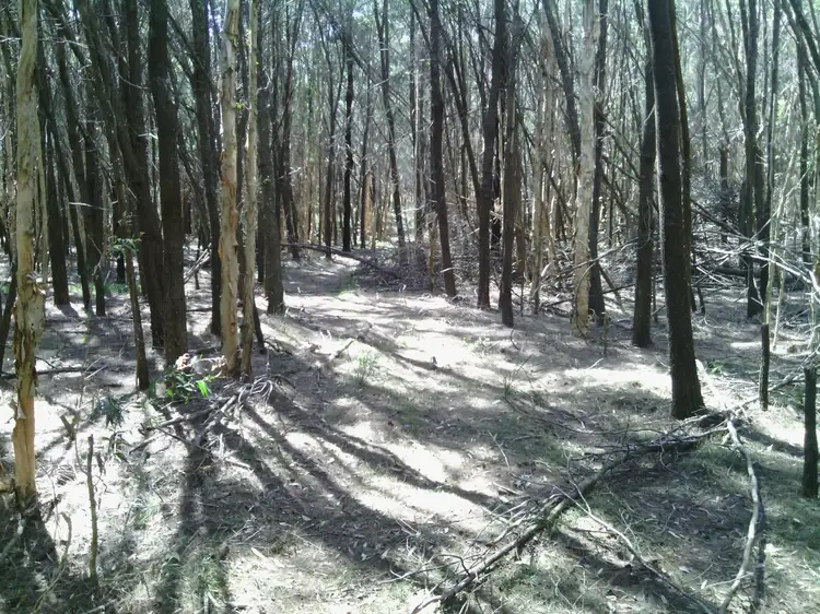 Fifth view of Homely rural property listing, Lot 1/ 84 Owens Access, Collombatti NSW 2440