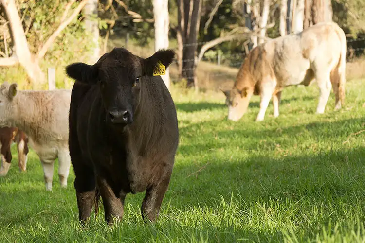 458 Bowman River Road, Gloucester NSW 2422