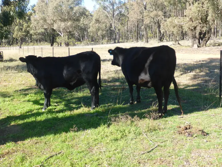 Third view of Homely rural property listing, 201 Goragilla Road, Purlewaugh NSW 2357