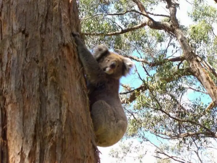 Third view of Homely house listing, Lot 1 Otway Park, Apollo Bay VIC 3233