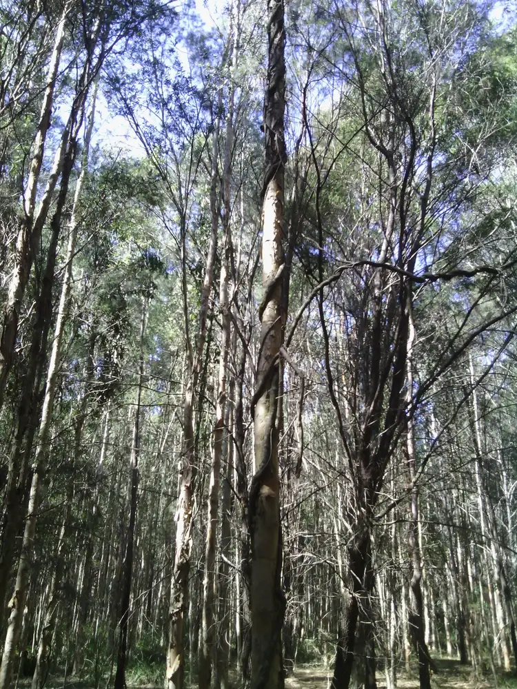 Fourth view of Homely rural property listing, Lot 1/ 84 Owens Access, Collombatti NSW 2440