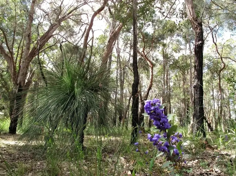 Main view of Homely land listing, 14 Blue Wren Lane, Denmark WA 6333