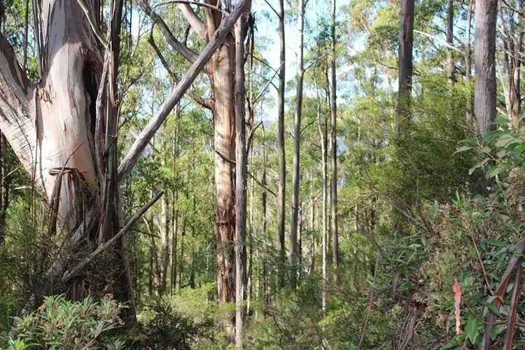 Fifth view of Homely land listing, End Steeles Road, Nicholls Rivulet TAS 7112