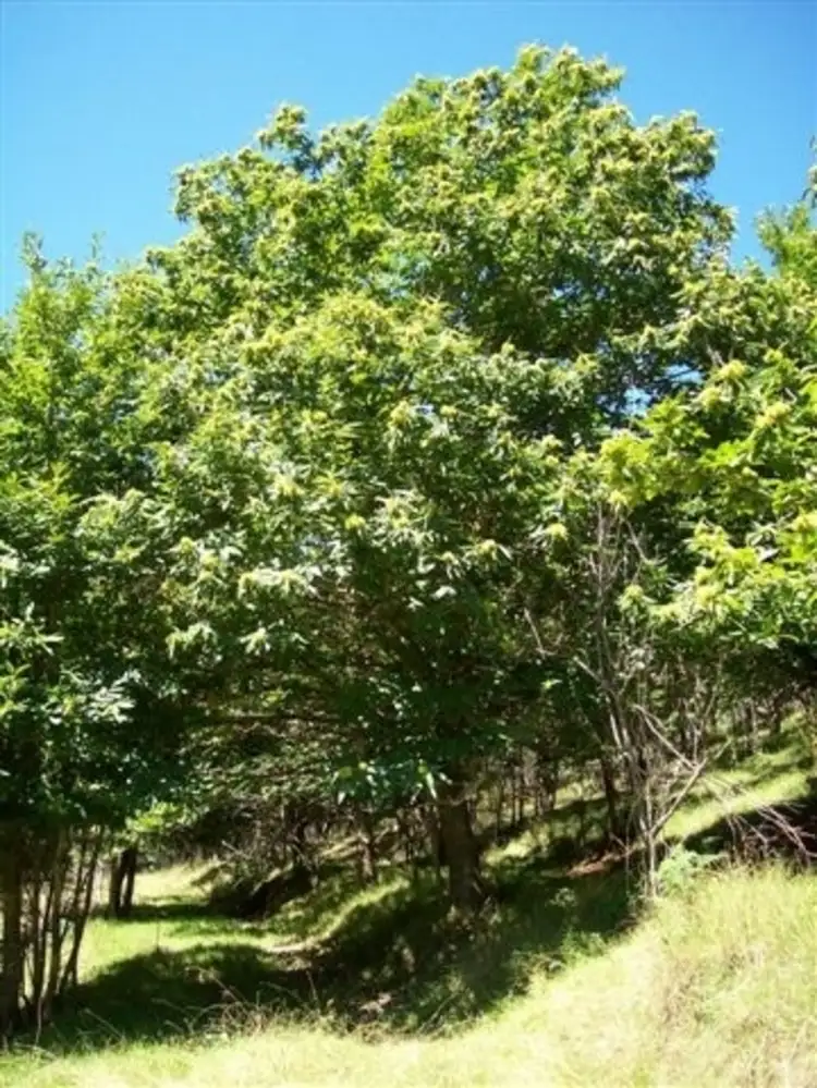 Fifth view of Homely land listing, Lot 10 Growlers Creek Road, Wandiligong VIC 3744
