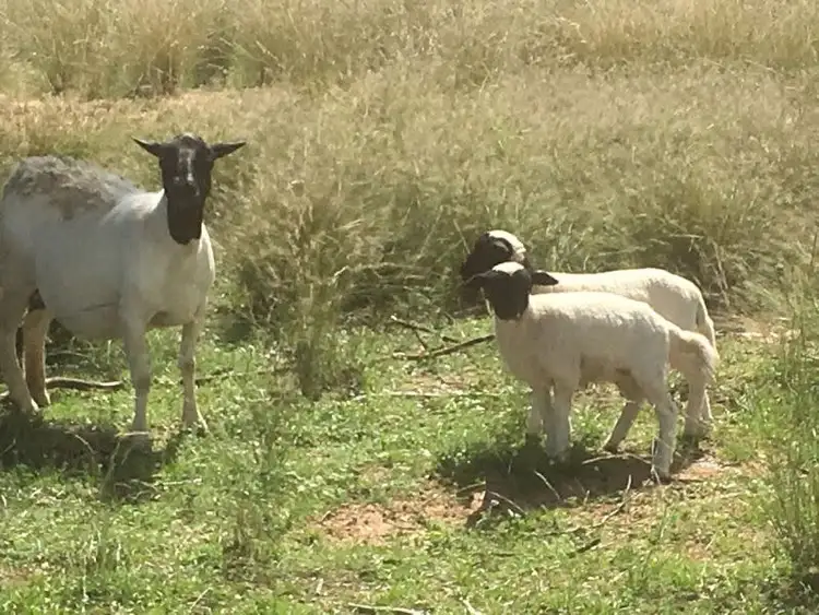 Sixth view of Homely rural property listing, Address available on request