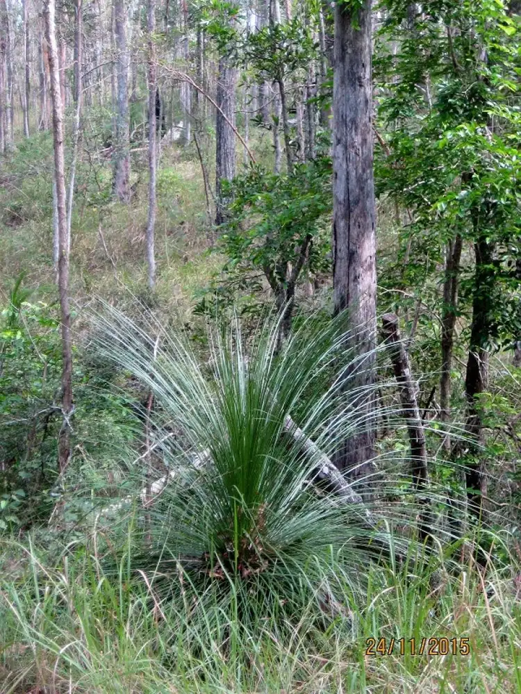 Sixth view of Homely land listing, 289 Moy Pocket Rd, Brooloo QLD 4570