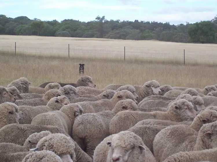 Second view of Homely rural property listing, 201 Goragilla Road, Purlewaugh NSW 2357