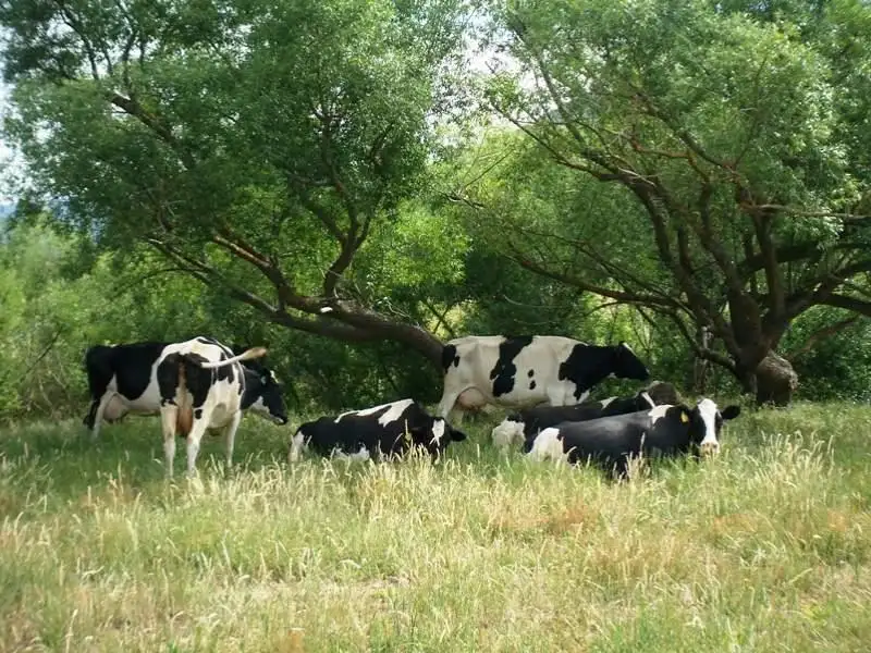 Main view of Homely rural property listing, 66 Woodside Lane, Mudgegonga VIC 3737