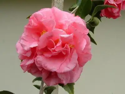 13 Admiral Drive, Deception Bay QLD 4508