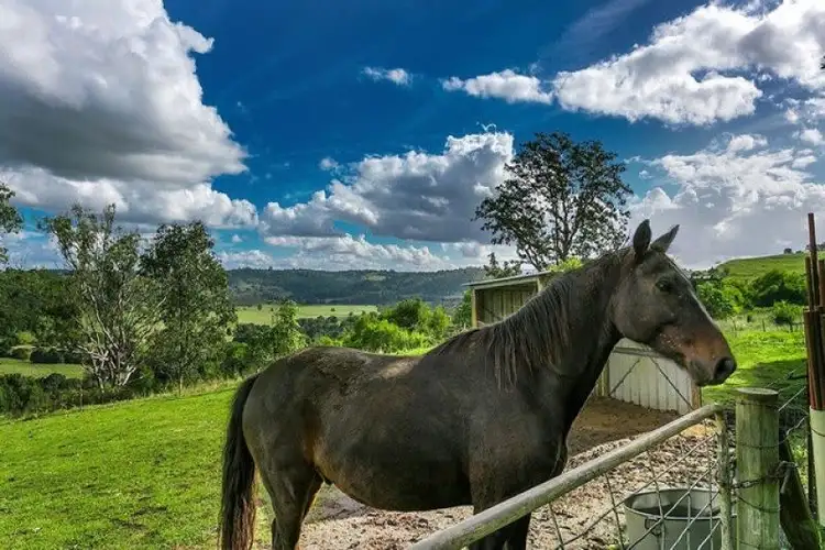 Sixth view of Homely house listing, 131 Currie Road, The Channon NSW 2480