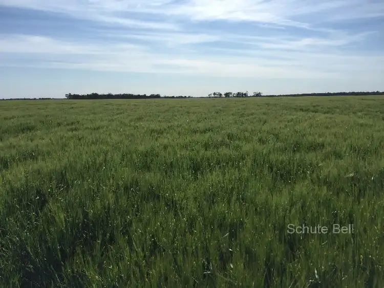 Sixth view of Homely rural property listing, . Road View, Narromine NSW 2821