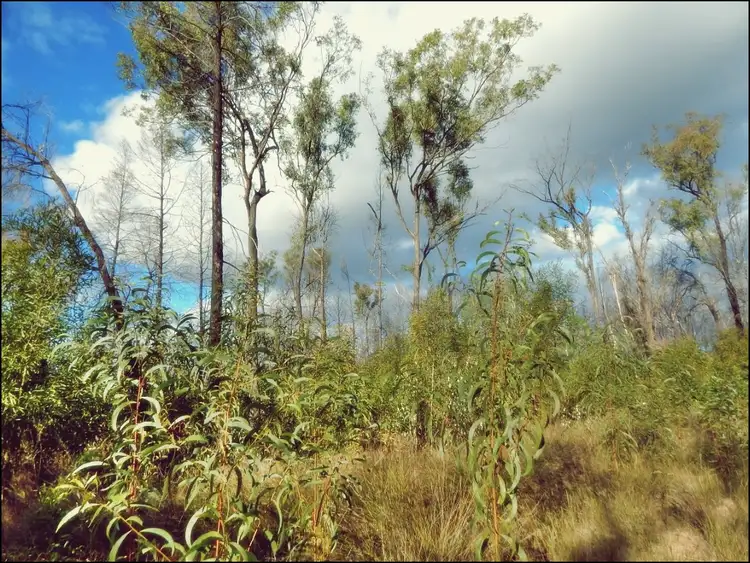 Third view of Homely rural property listing, LOT 99, 22 Violet Road, Millmerran Downs QLD 4357