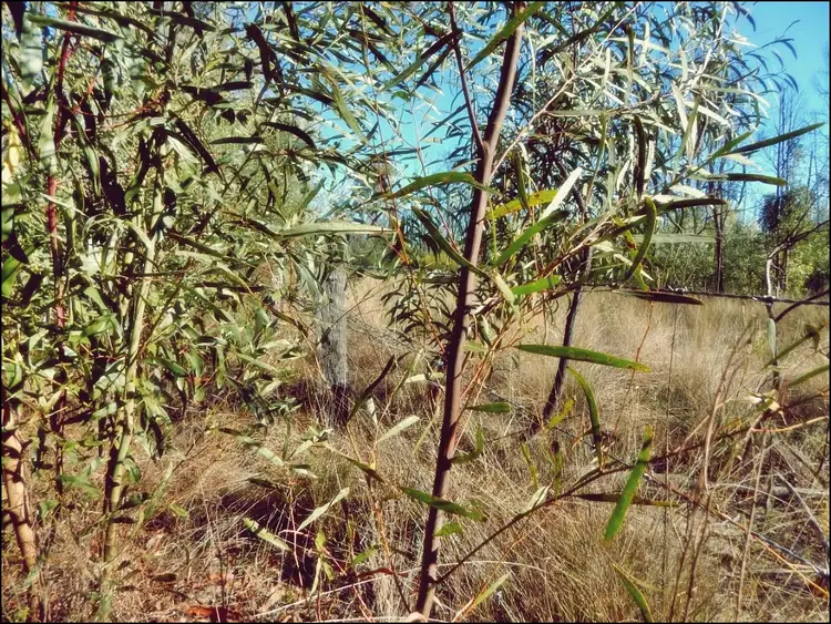 Fourth view of Homely rural property listing, LOT 99, 22 Violet Road, Millmerran Downs QLD 4357