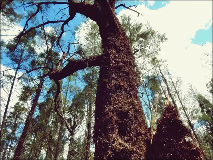 Fifth view of Homely rural property listing, Address available on request