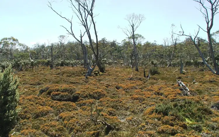 Sixth view of Homely land listing, 3759 Cradle Mountain Road, Cradle Mountain TAS 7306