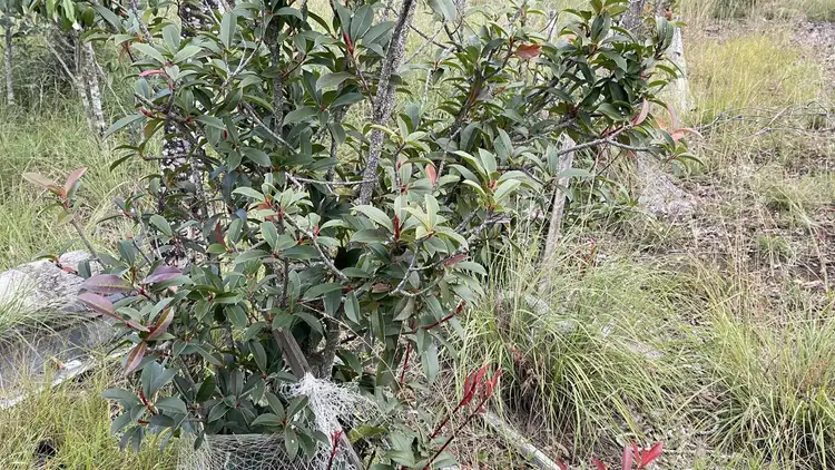 Fourth view of Homely land listing, LOT 9, 9 Embrey Road, South Nanango QLD 4615