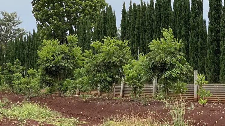 Fifth view of Homely rural property listing, 1365 New England Highway, Upper Yarraman QLD 4614