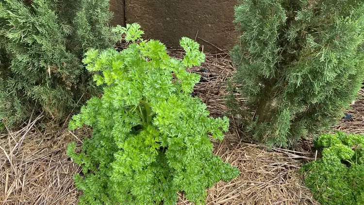 Sixth view of Homely rural property listing, 1365 New England Highway, Upper Yarraman QLD 4614