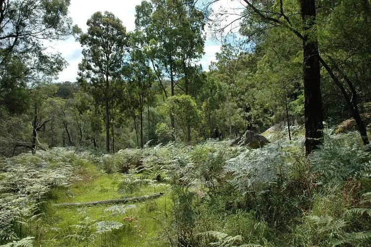 Sixth view of Homely rural property listing, 485 Dry Arm Track, Wollombi NSW 2325