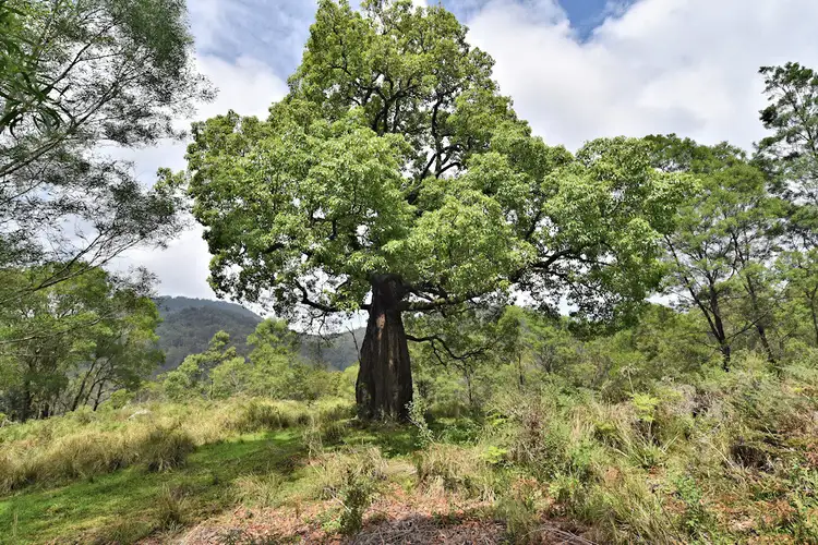 Main view of Homely rural property listing, 1670 Watagan Creek Road, Watagan NSW 2325