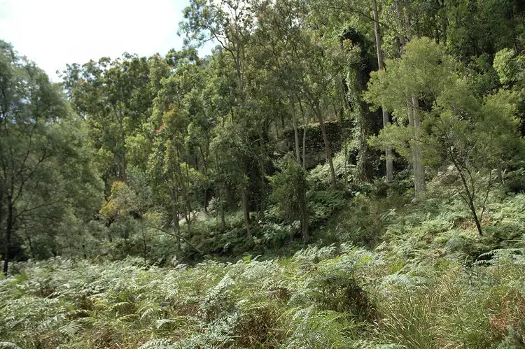 Seventh view of Homely rural property listing, 485 Dry Arm Track, Wollombi NSW 2325