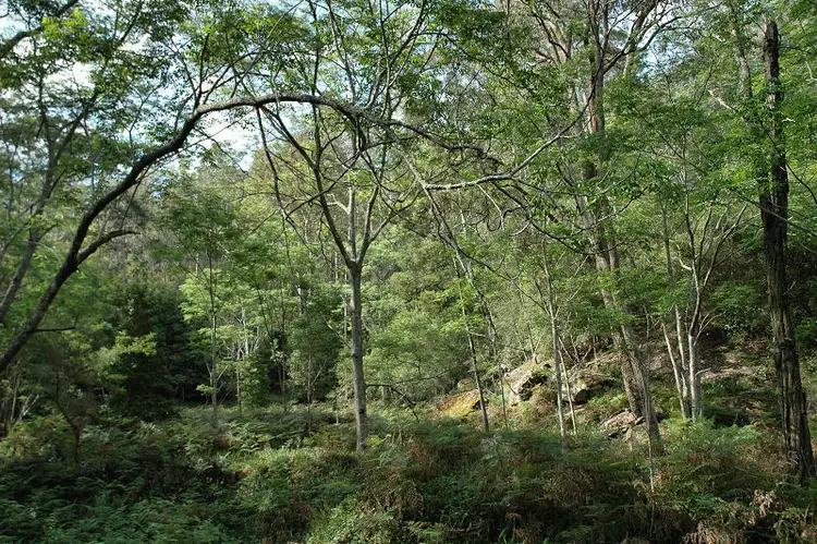 Third view of Homely rural property listing, Lot 107&182 Stockyard Creek Road, Paynes Crossing NSW 2325